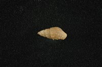 藏品(瘤蜷)的圖片
